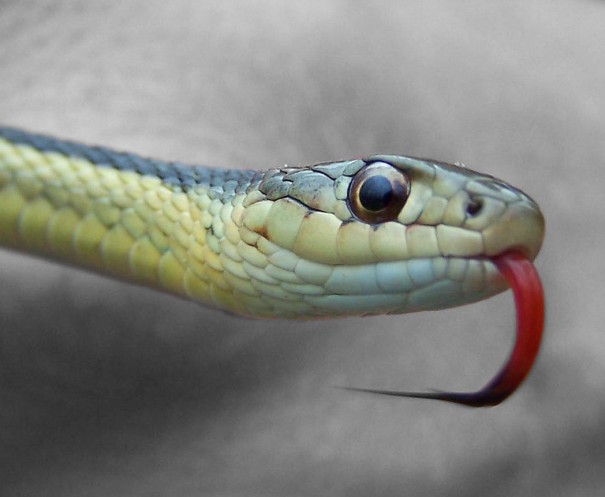 snake_tongue